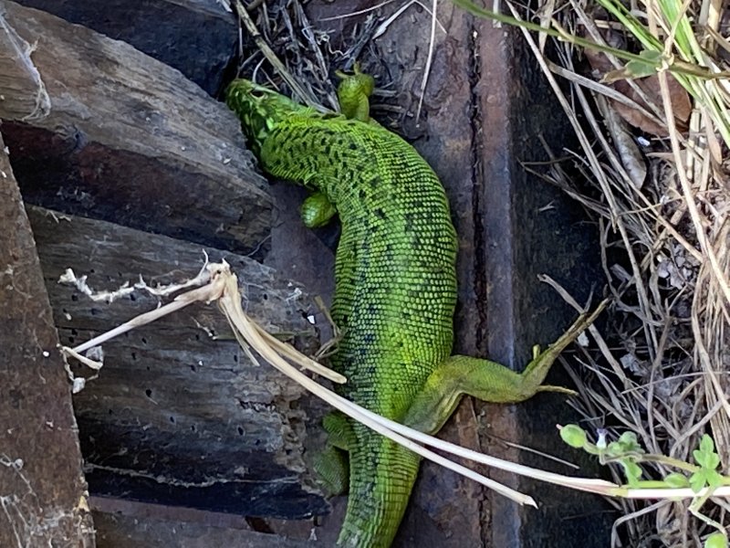 LEZARD VERT. ALAIN LEROY